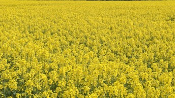 Grain price: Will there be pressure on oilseed rape?